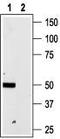 Purinergic Receptor P2X 4 antibody, TA328992, Origene, Western Blot image 