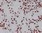 High Mobility Group Box 1 antibody, M00066-1, Boster Biological Technology, Immunohistochemistry frozen image 