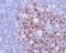Aurora Kinase B antibody, M00762-1, Boster Biological Technology, Immunohistochemistry frozen image 