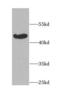 BCL2 Associated Athanogene 1 antibody, FNab00786, FineTest, Western Blot image 