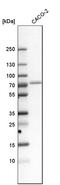 Glycerol-3-Phosphate Dehydrogenase 2 antibody, HPA008012, Atlas Antibodies, Western Blot image 