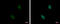 Zinc Finger Protein 124 antibody, GTX117346, GeneTex, Immunocytochemistry image 