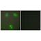Kelch Like Family Member 3 antibody, PA5-49888, Invitrogen Antibodies, Immunofluorescence image 