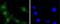 Erk1 antibody, NBP2-67378, Novus Biologicals, Immunofluorescence image 