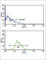 Kynurenine 3-monooxygenase antibody, abx034051, Abbexa, Western Blot image 