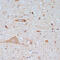 Solute Carrier Family 18 Member A3 antibody, 16-409, ProSci, Immunohistochemistry frozen image 