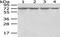 Arginyl-tRNA synthetase, cytoplasmic antibody, PA5-51247, Invitrogen Antibodies, Western Blot image 