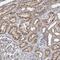 Coiled-Coil Domain Containing 81 antibody, NBP1-91764, Novus Biologicals, Immunohistochemistry frozen image 