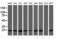 VHL Binding Protein 1 antibody, M08073-2, Boster Biological Technology, Western Blot image 