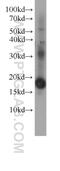 Eukaryotic Translation Initiation Factor 4E Binding Protein 1 antibody, 60246-1-Ig, Proteintech Group, Western Blot image 