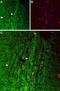 Orexin receptor 1 antibody, PA5-77566, Invitrogen Antibodies, Immunohistochemistry frozen image 