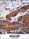 Whirlin antibody, 55-639, ProSci, Immunohistochemistry frozen image 