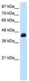 Transcription Elongation Factor A3 antibody, TA334026, Origene, Western Blot image 