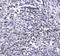 Growth Factor Independent 1 Transcriptional Repressor antibody, A00888-1, Boster Biological Technology, Immunohistochemistry frozen image 