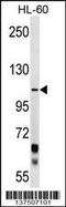 Protocadherin Alpha 10 antibody, 59-230, ProSci, Western Blot image 