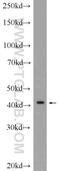 Trace Amine Associated Receptor 2 (Gene/Pseudogene) antibody, 24609-1-AP, Proteintech Group, Western Blot image 