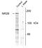 NMDAR2B antibody, AHP1235, Bio-Rad (formerly AbD Serotec) , Western Blot image 