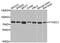 YTH Domain Containing 1 antibody, PA5-76212, Invitrogen Antibodies, Western Blot image 