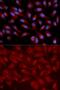 Rap Guanine Nucleotide Exchange Factor 3 antibody, GTX54723, GeneTex, Immunocytochemistry image 