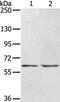Potassium Voltage-Gated Channel Subfamily H Member 6 antibody, PA5-50775, Invitrogen Antibodies, Western Blot image 