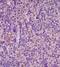 Integrin Subunit Alpha 5 antibody, orb13515, Biorbyt, Immunohistochemistry paraffin image 