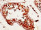 MAGE Family Member D2 antibody, LS-C398295, Lifespan Biosciences, Immunohistochemistry paraffin image 