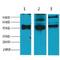 Keratin 17 antibody, LS-C387378, Lifespan Biosciences, Western Blot image 