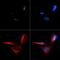 Cyclin-dependent kinase inhibitor 2A, isoforms 1/2/3 antibody, GTX20470, GeneTex, Immunocytochemistry image 