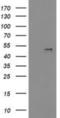 Platelet Derived Growth Factor D antibody, NBP2-01332, Novus Biologicals, Western Blot image 
