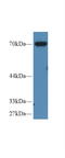 Moesin antibody, LS-C717953, Lifespan Biosciences, Western Blot image 