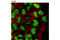 High Mobility Group Nucleosome Binding Domain 1 antibody, 12734S, Cell Signaling Technology, Immunocytochemistry image 