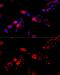 Chaperonin Containing TCP1 Subunit 8 antibody, GTX64792, GeneTex, Immunocytochemistry image 