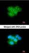 Olfactory Receptor Family 51 Subfamily E Member 1 antibody, orb73949, Biorbyt, Immunofluorescence image 
