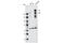 Notch Receptor 2 antibody, 2420S, Cell Signaling Technology, Western Blot image 