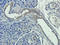Apolipoprotein E antibody, orb339614, Biorbyt, Immunohistochemistry paraffin image 