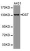 DST antibody, MBS127562, MyBioSource, Western Blot image 