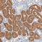 Zinc Finger DHHC-Type Containing 8 antibody, HPA003422, Atlas Antibodies, Immunohistochemistry frozen image 