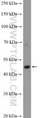 Post-GPI Attachment To Proteins 3 antibody, 17112-1-AP, Proteintech Group, Western Blot image 