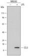 C-C Motif Chemokine Ligand 3 antibody, MAB6625, R&D Systems, Western Blot image 