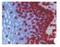 Lamin B2 antibody, BM4502, Origene, Immunohistochemistry frozen image 