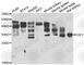 ELL Associated Factor 2 antibody, A7119, ABclonal Technology, Western Blot image 