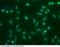 Bone Morphogenetic Protein 2 antibody, 10426-R110, Sino Biological, Immunocytochemistry image 