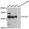 Nuclear Receptor Coactivator 1 antibody, A0765, ABclonal Technology, Western Blot image 