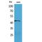 E2F Transcription Factor 4 antibody, LS-C387086, Lifespan Biosciences, Western Blot image 