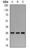 Peroxiredoxin 4 antibody, orb340755, Biorbyt, Western Blot image 