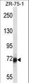 SP100 Nuclear Antigen antibody, LS-C161408, Lifespan Biosciences, Western Blot image 