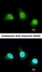 Janus Kinase 1 antibody, orb14526, Biorbyt, Immunofluorescence image 