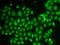 Ankyrin Repeat And Sterile Alpha Motif Domain Containing 1A antibody, orb325968, Biorbyt, Immunofluorescence image 