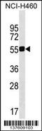 Glutaminyl-tRNA synthase-like protein 1 antibody, 59-735, ProSci, Western Blot image 