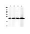 Retinol Binding Protein 4 antibody, PA5-79919, Invitrogen Antibodies, Western Blot image 